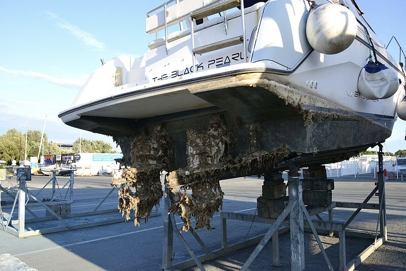 How Strict Are New Zealand's Biofouling Rules? What Boat Owners Need to Know 1 biofouling on boat - DockPro