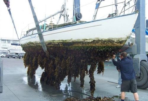 SeaPen vs Antifoul: What Should Australian Boat Owners Choose? 1 antifoul - DockPro